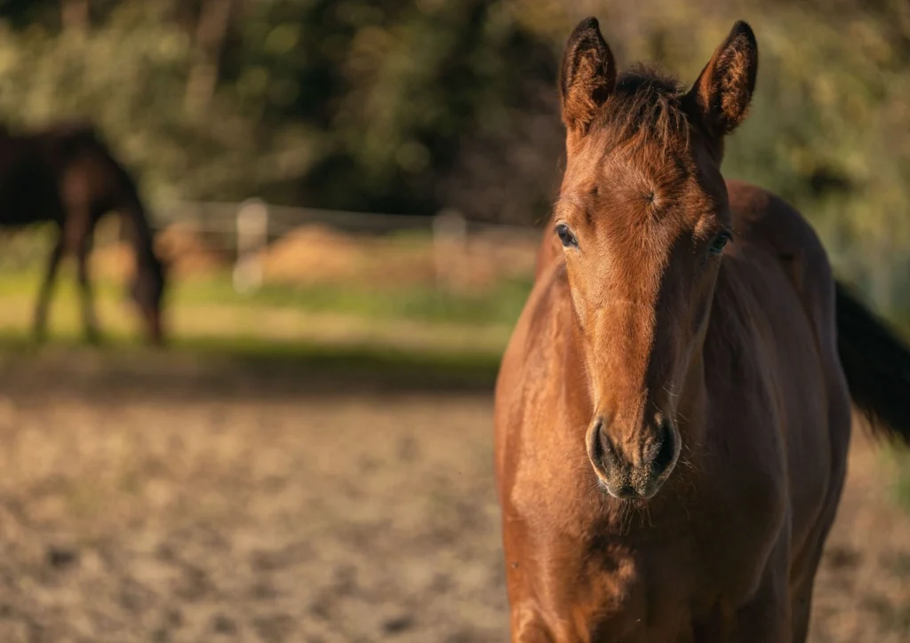 Pferd auf der Weide der Hacienda