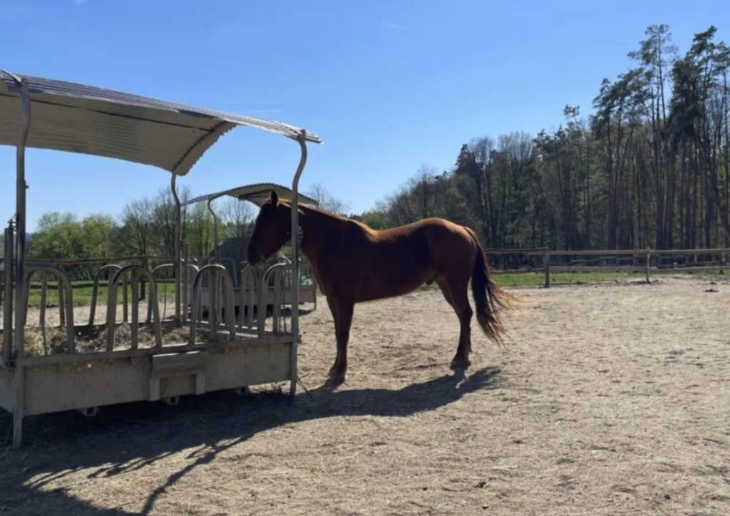 Gastpferd in der Paddockbox