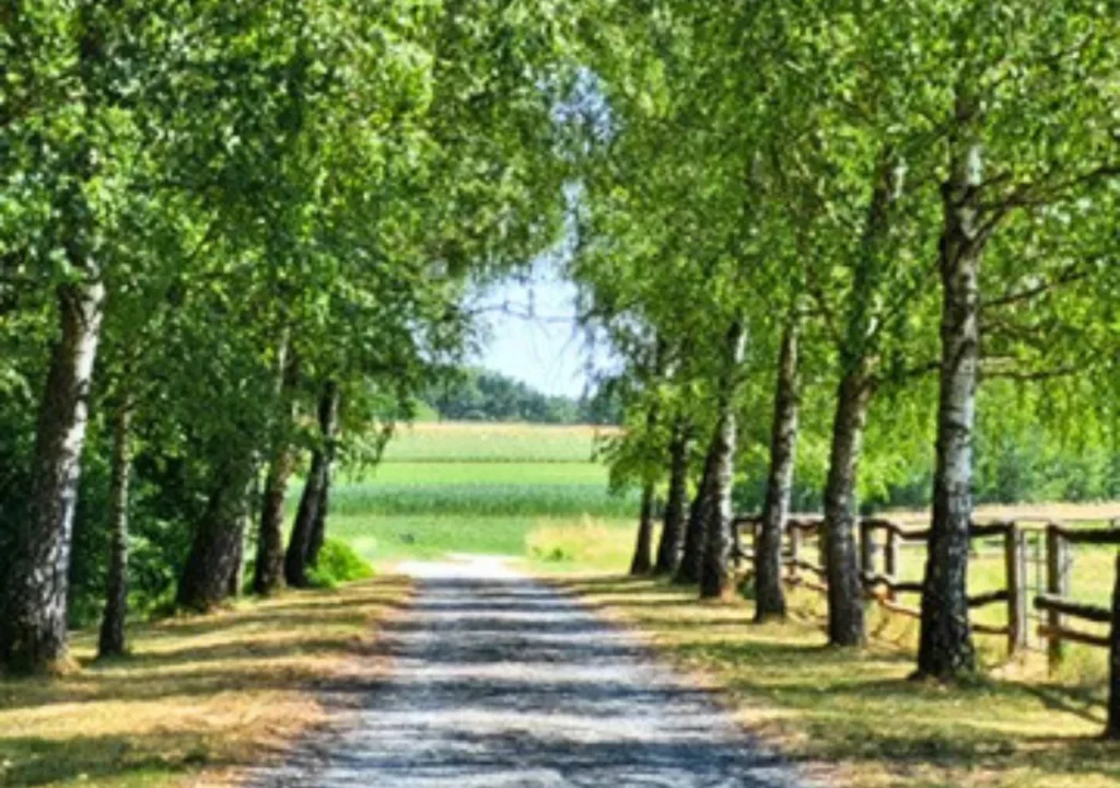 Birkenallee entlang der Zufahrt zur Hacienda